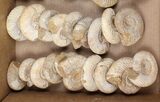 Lot: Lbs Perisphinctes Ammonite Fossils - Pieces #103888-2